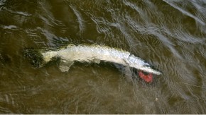 hecht-unter-wasser Gewässerfarbe erkennen