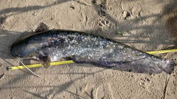 Wie Alt Kann Ein Fisch Werden Wie groß werden Welse? | Simfisch.de – Angeln und Outdoor!