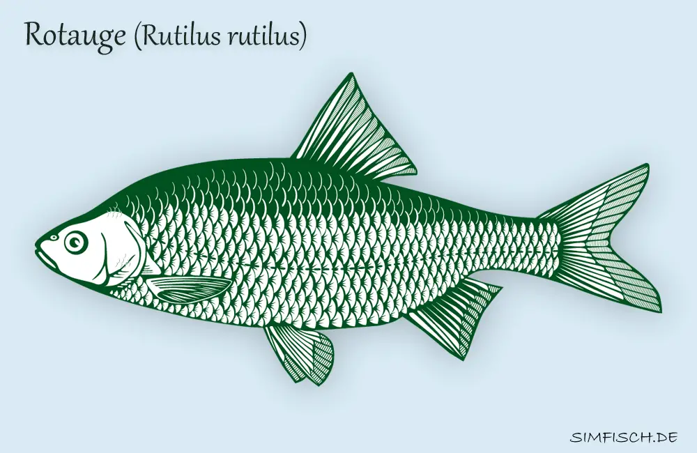 Rotauge (Plötze) Simfisch.de Angeln und Outdoor!