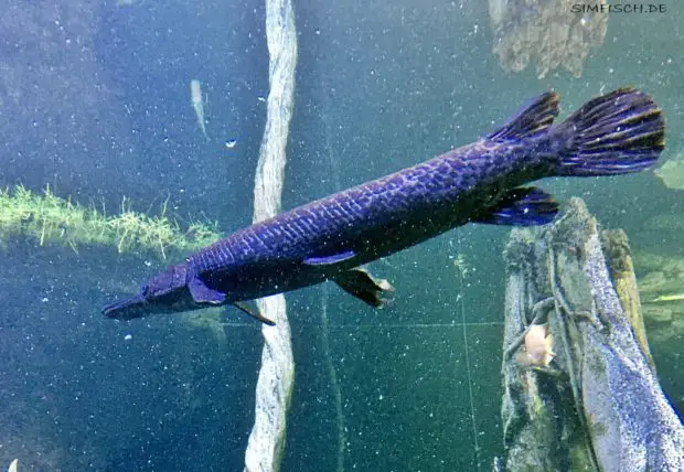 Alligatorhecht Simfisch.de Angeln und Outdoor!