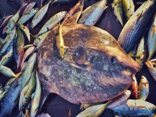 Mondfisch
