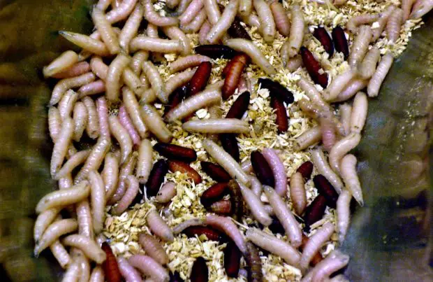 Maden. Bild-Lizenz: Cory Doctorow (https://commons.wikimedia.org/wiki/File:Maggots,_London_Zoo,_London.jpg), „Maggots, London Zoo, London“, https://creativecommons.org/licenses/by-sa/2.0/legalcode