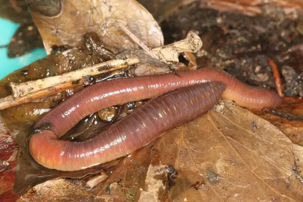 Riesenrotwurm. Lizenz: Donald Hobern from Copenhagen, Denmark (https://commons.wikimedia.org/wiki/File:Lumbricus_terrestris_(26559560801).jpg), „Lumbricus terrestris (26559560801)“, https://creativecommons.org/licenses/by/2.0/legalcode