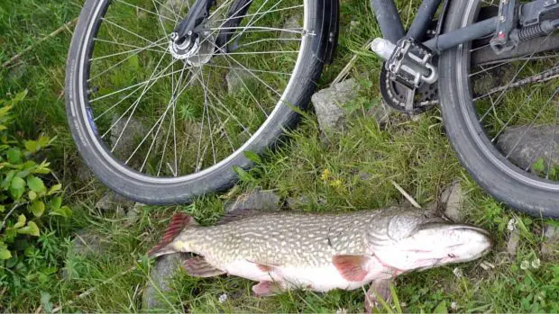 Flusshecht