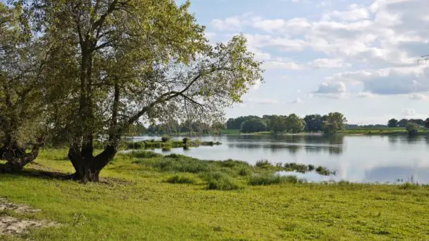 Elbufer beim hohen Wasserpegel