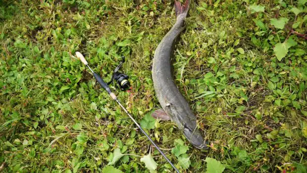 Meterhecht gefangen mit Spinnrute