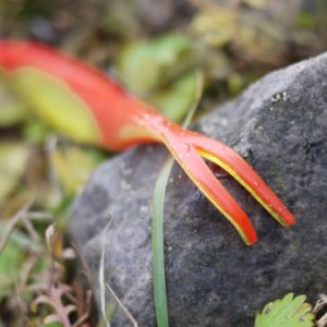 Fox Range Forktail