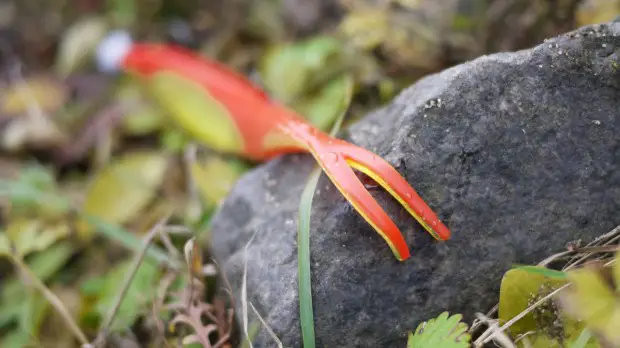 Fox Range Forktail