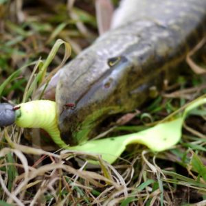 Hecht, gefangen auf Twister