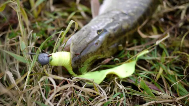 Hecht, gefangen auf Twister