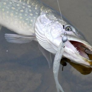 Hecht, gefangen mit Freddie Shad