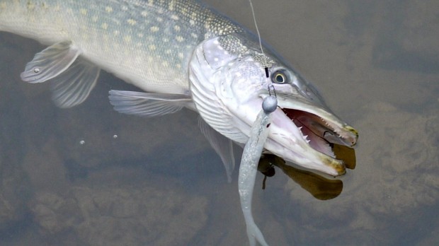 Hecht, gefangen mit Freddie Shad