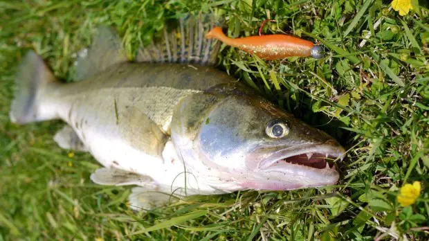 Zander, gefangen mit River Shad