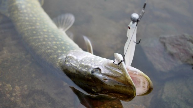 Stinger beim Hechtangeln