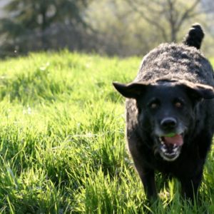 Schwarzer Hund