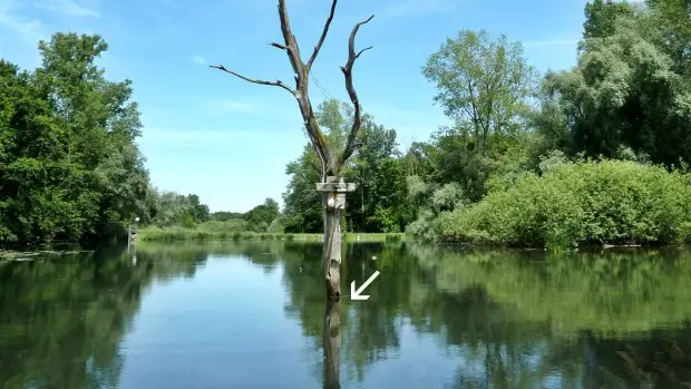 Hotspot Baum im Wasser