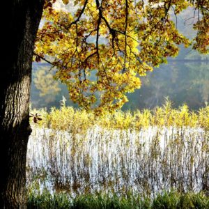 Am See im Herbst