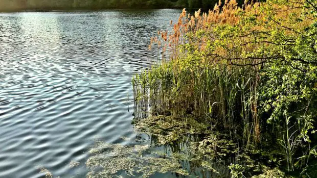 Am Karpfensee