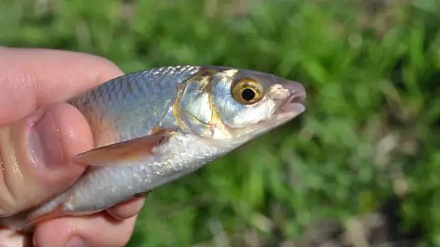 Hasel (Leuciscus leuciscus)