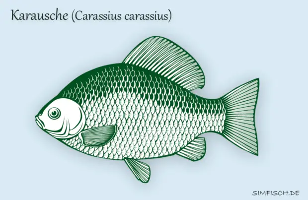 Karausche