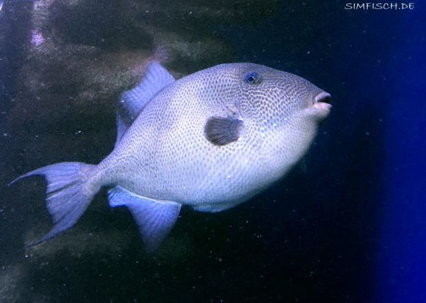 Grauer Drückerfisch (Balistes capriscus)