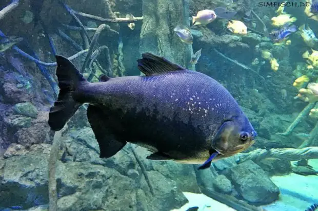 Pacu