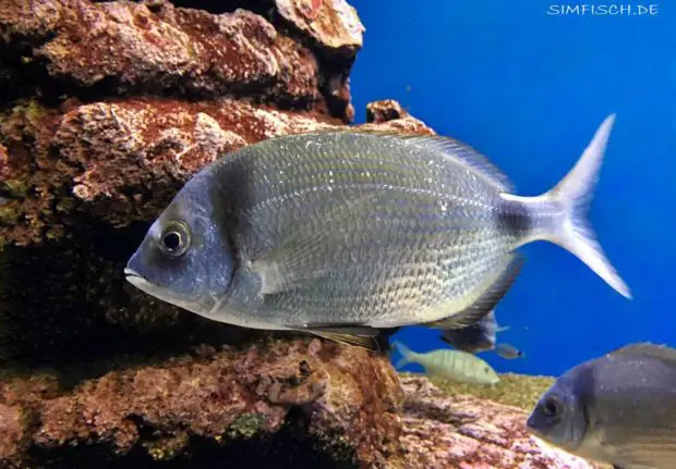 Geißbrasse (Diplodus sargus)
