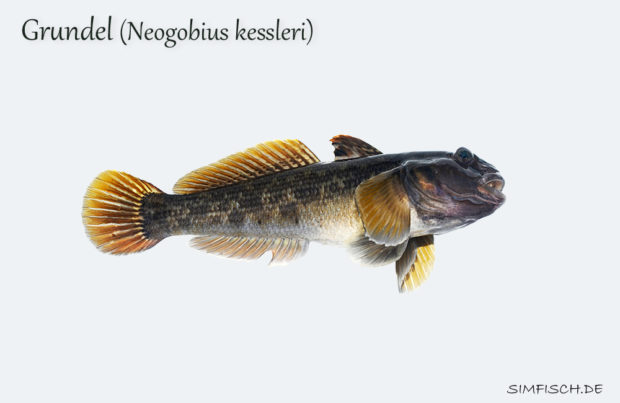 Grundel (Neogobius kessleri)