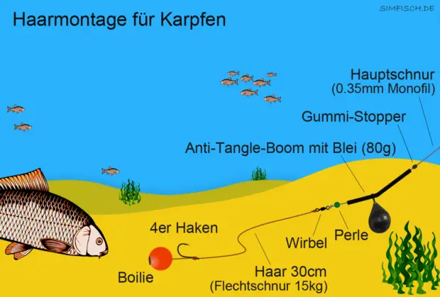 Haarmontage für Karpfen