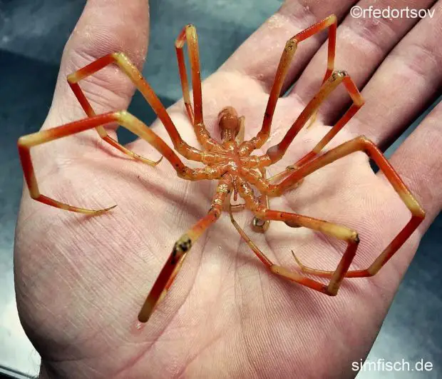 Asselspinne