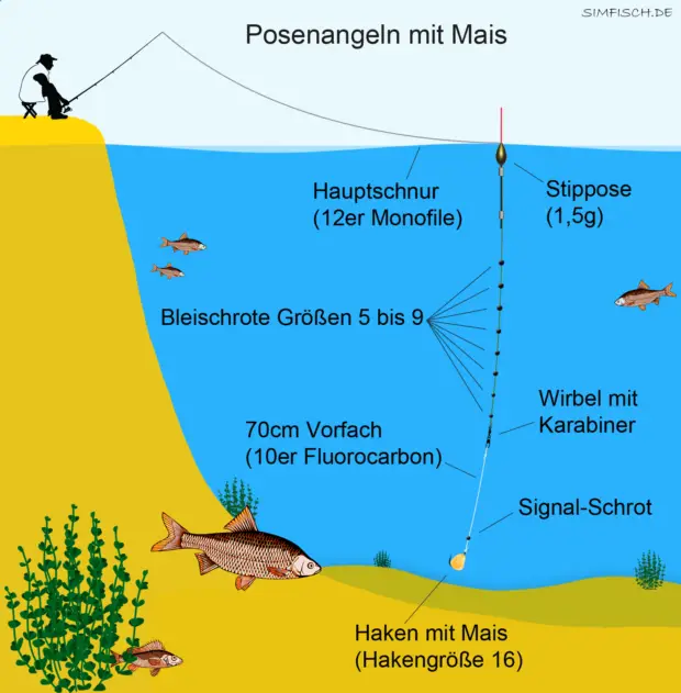 Posenmontage mit Mais