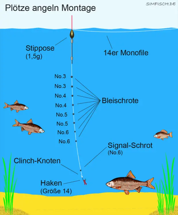 Plötze angeln Montage