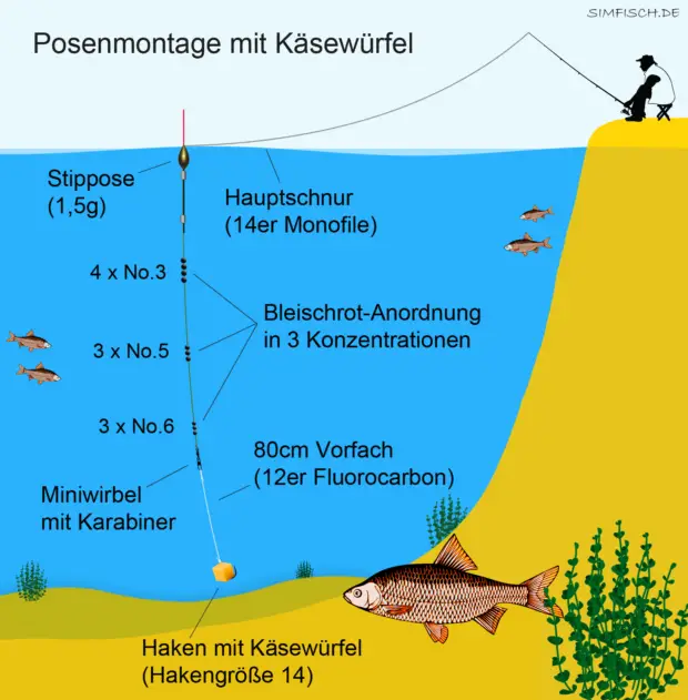 Posenmontage mit Käse