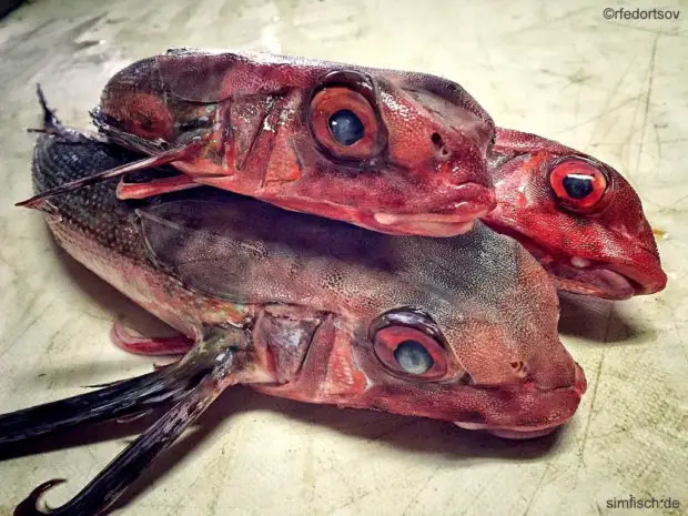 Fliegende Fische