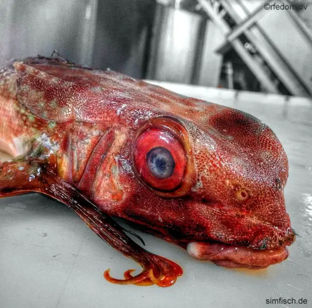 Fliegender Fisch