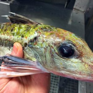 Salzwasser-Friedfische | Simfisch.de – Angeln und Outdoor!