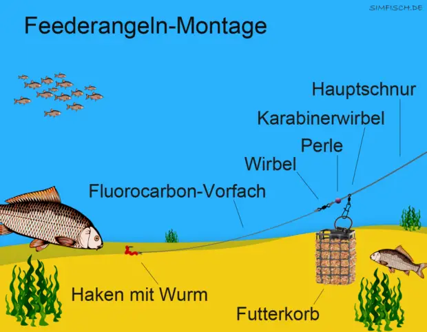 Feederangeln-Montage