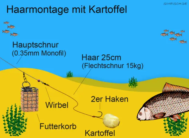 Haarmontage mit Kartoffel