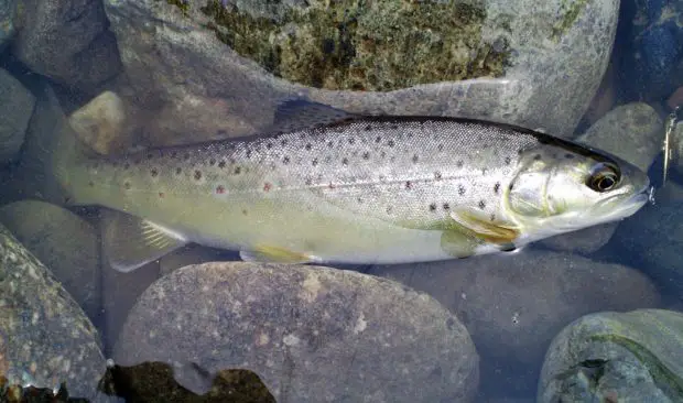 Bachforelle. Bild-Lizenz: Apple2000 (https://commons.wikimedia.org/wiki/File:Salmo_trutta_fario-1.jpg), „Salmo trutta fario-1“, https://creativecommons.org/licenses/by-sa/3.0/legalcode