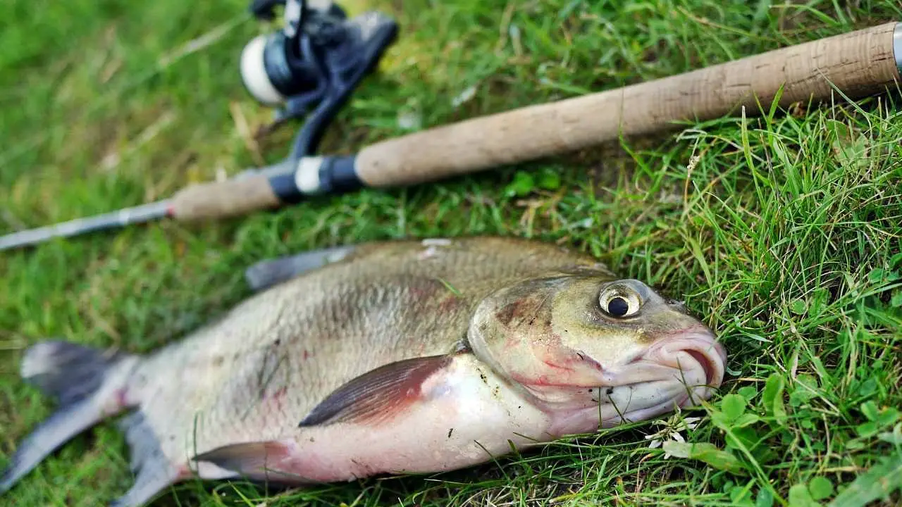 Fische richtig anfüttern Simfisch.de Angeln und Outdoor!
