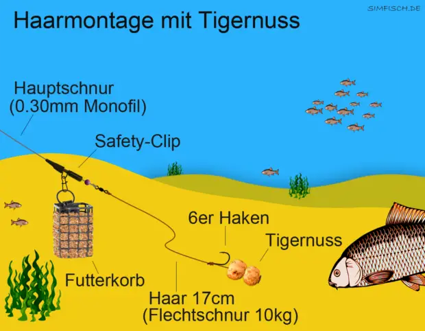 Haar-Montage mit Tigernuss