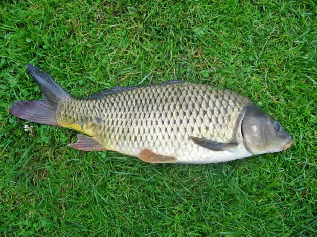 Karpfen. Bild-Lizenz: Dezidor (https://commons.wikimedia.org/wiki/File:Cyprinus_carpio.jpeg), „Cyprinus carpio“, https://creativecommons.org/licenses/by-sa/3.0/legalcode