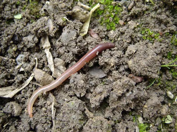 Tauwurm. Dodo-Bird (https://commons.wikimedia.org/wiki/File:Earthworm_on_the_ground.jpg), „Earthworm on the ground“, https://creativecommons.org/licenses/by/2.0/legalcode 