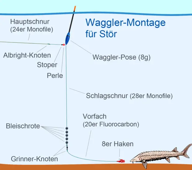 Posenmontage für Stör