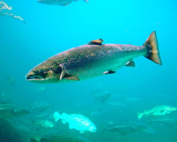 Atlantischer Lachs