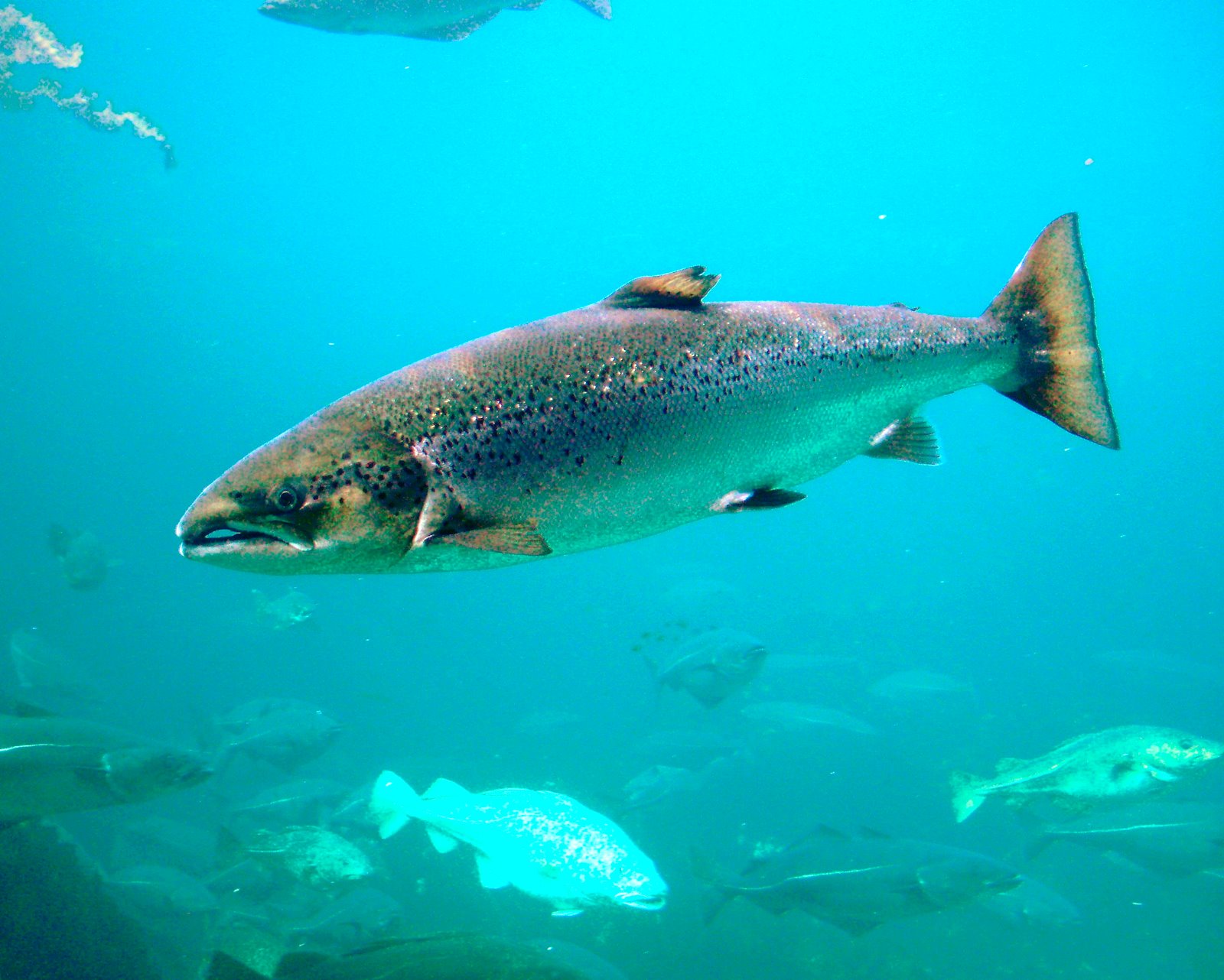 Atlantischer Lachs Steckbrief Simfisch.de Angeln und Outdoor!