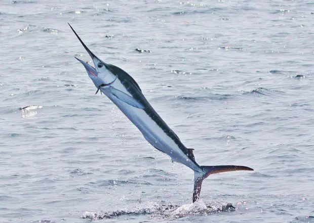 Blauer Marlin