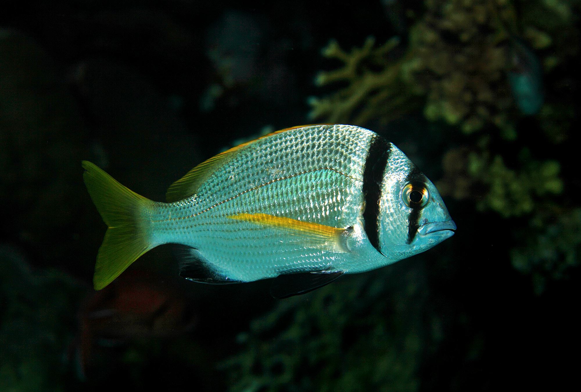 Doppelband Meerbrasse Steckbrief Simfisch.de Angeln und Outdoor!