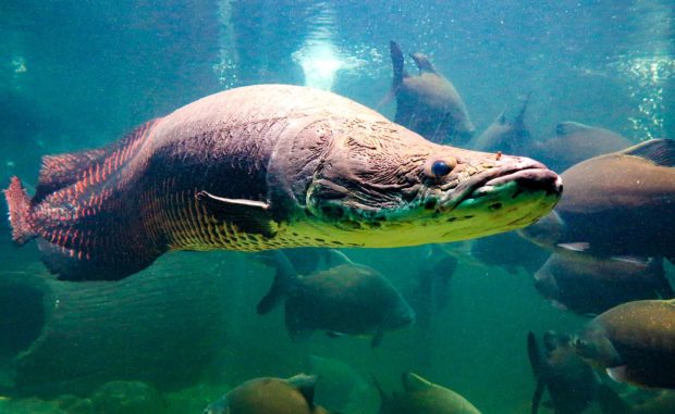 Arapaima Gigas