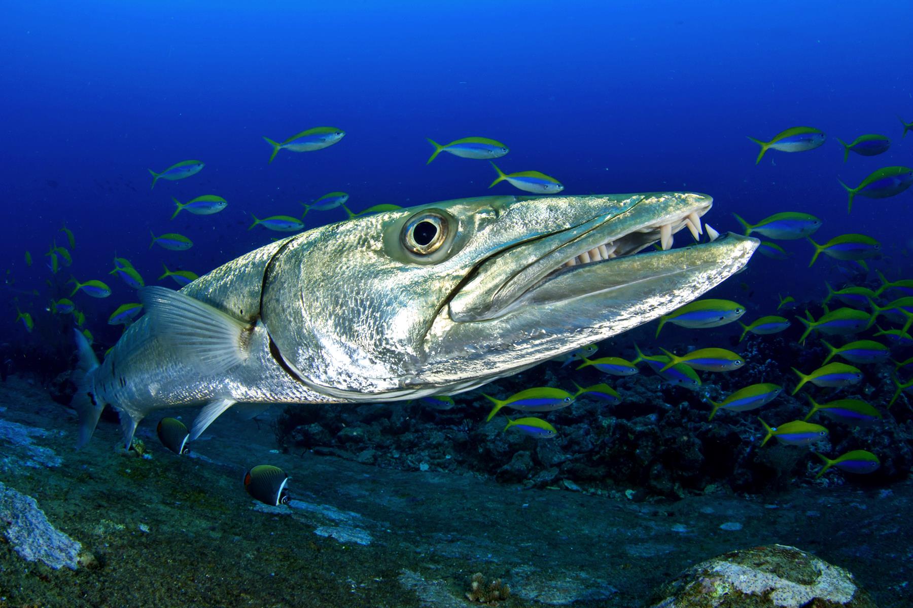 Barracuda Fish Description Types Pictures IVRCQB Barracuda Fish Description Types Pictures IVRCQB